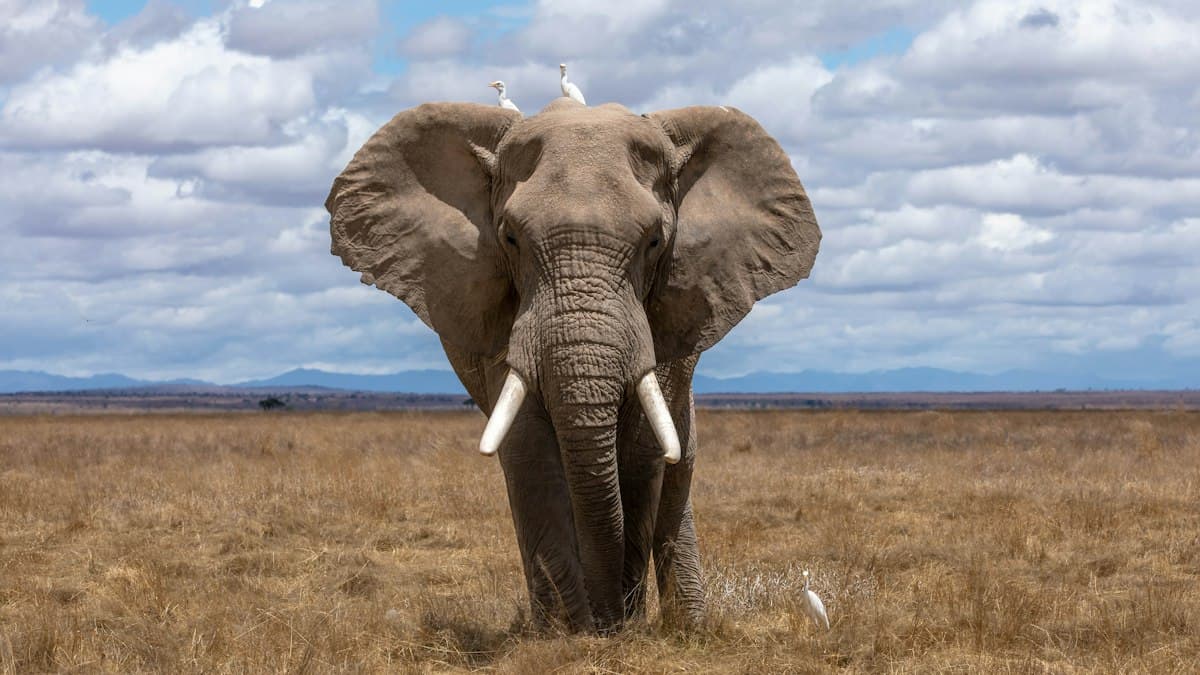 1-Day Tarangire Elephant & Baobab Day Trip